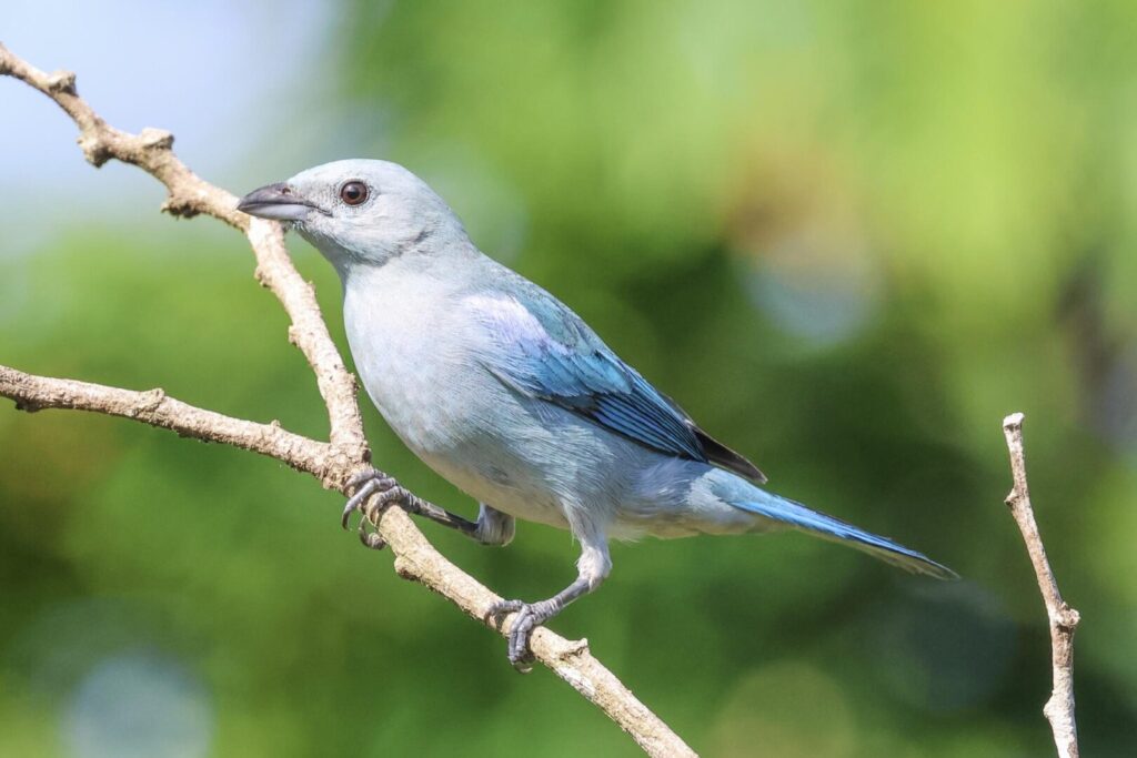 Blue-grey Tanager