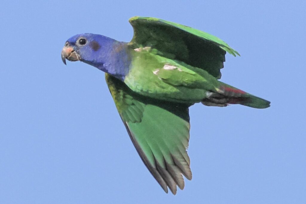 Blue-headed Parrot