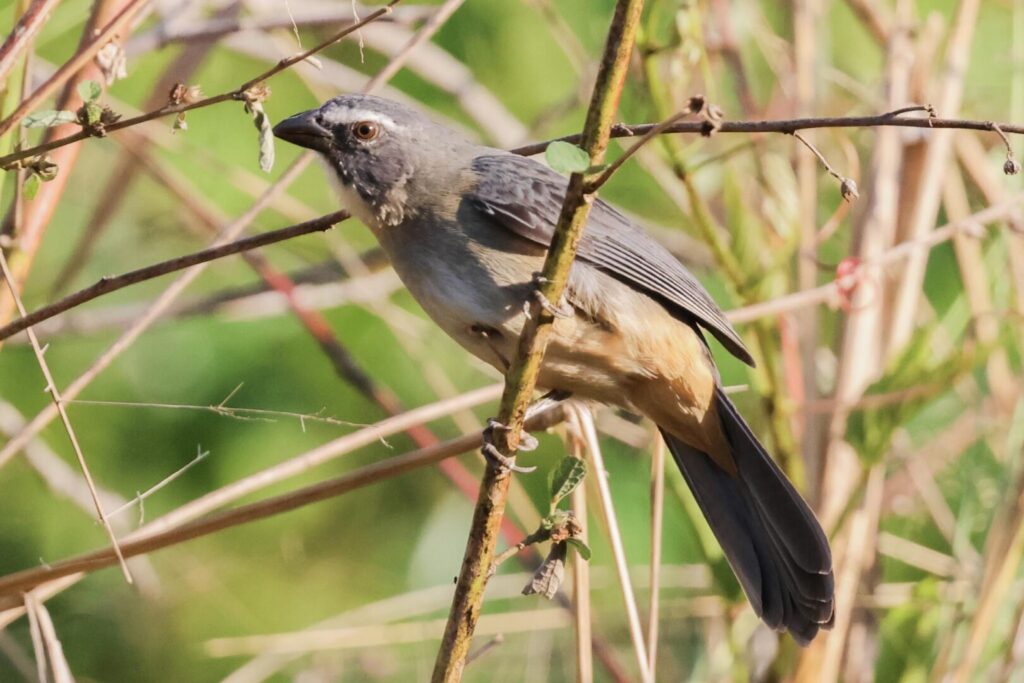 Bluish-grey Saltator