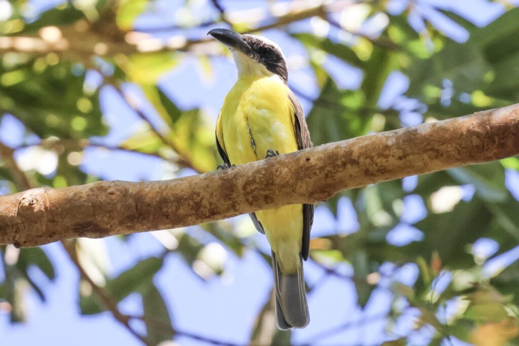 Boat-billed Flycatcher
