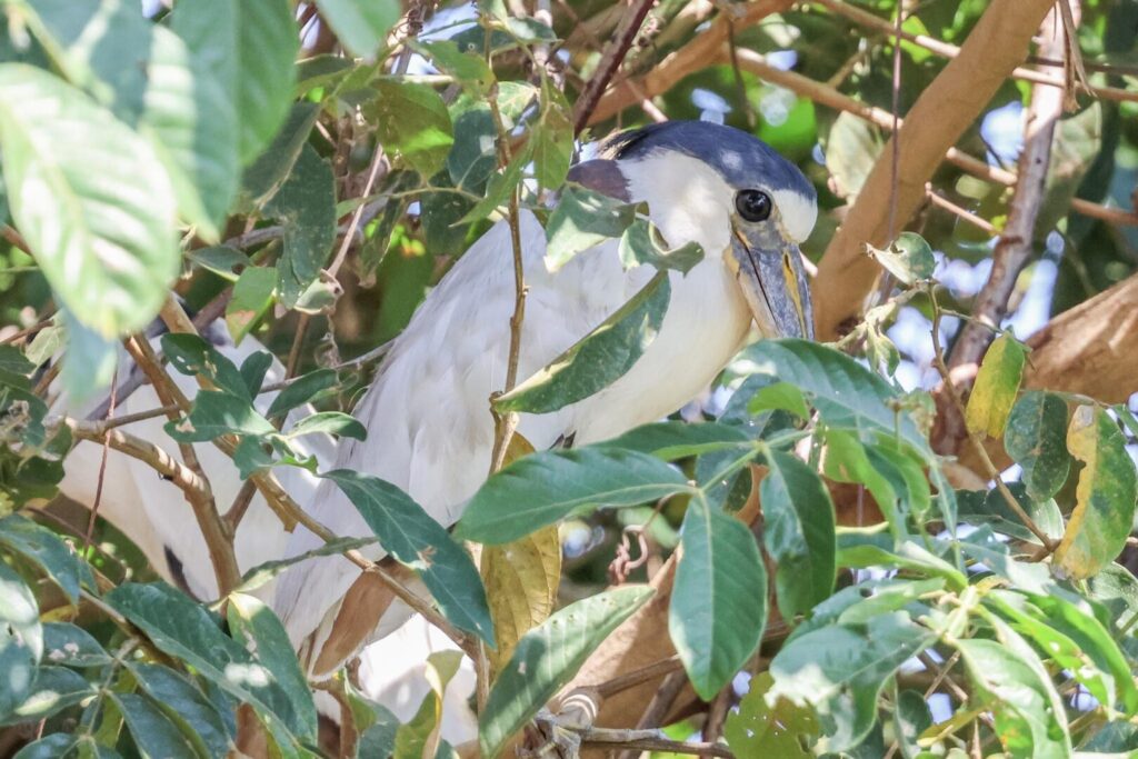 Boat-billed Heron