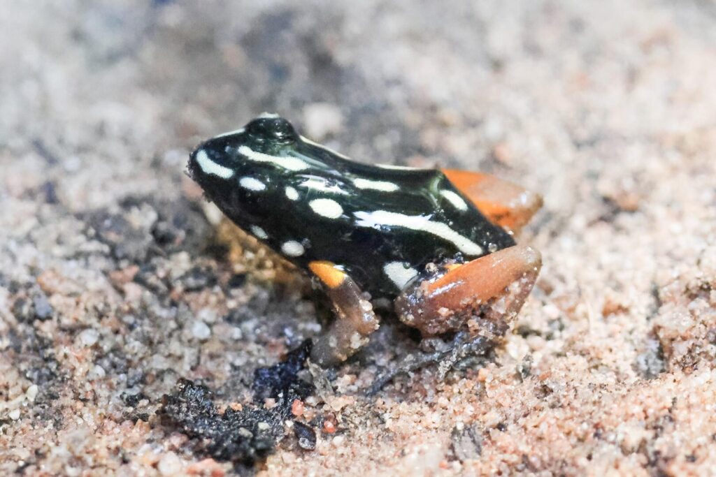 Brazil Nut Poison Dart Frog