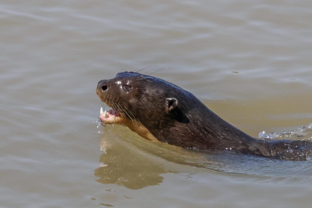 Brazilian Giant Otter