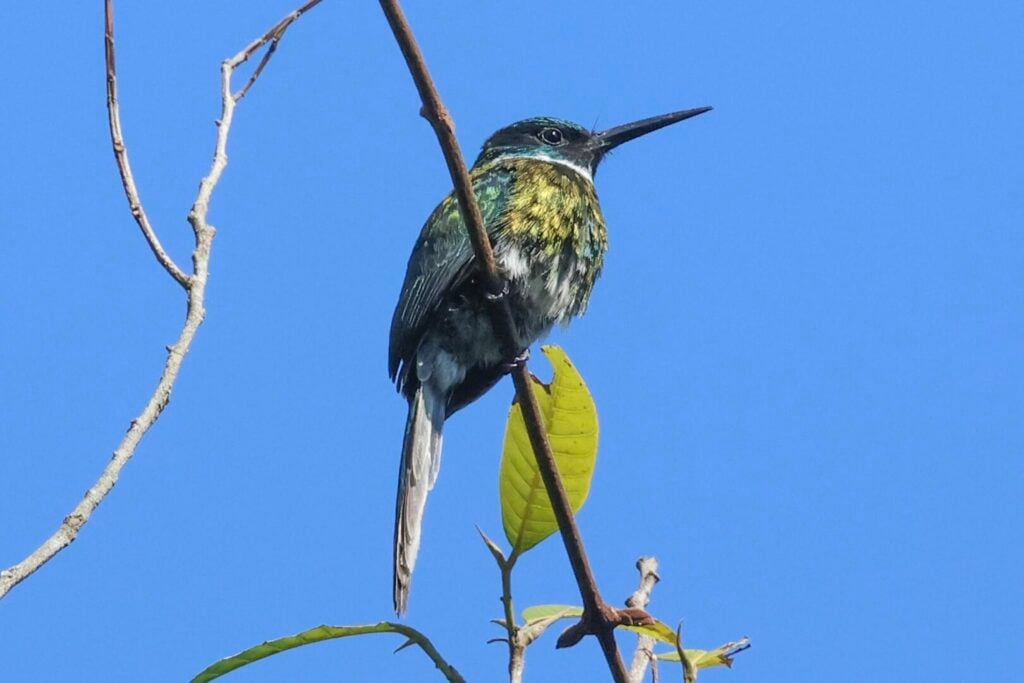 Bronzy Jacamar
