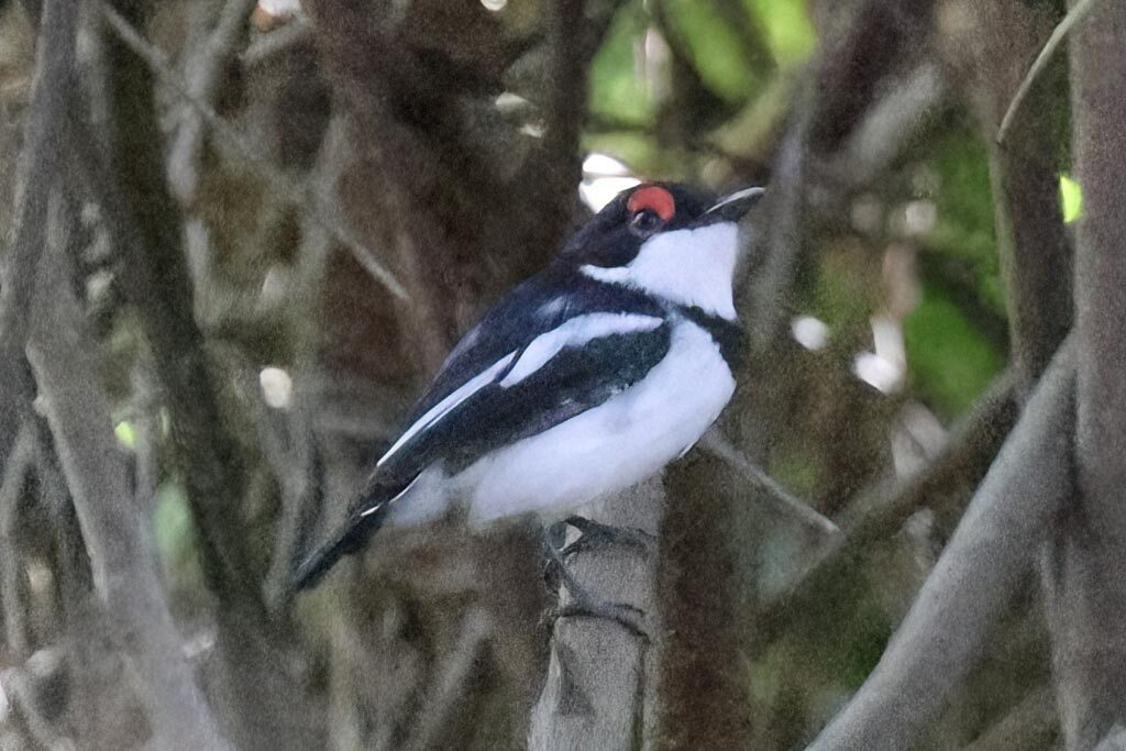 Brown-throated Wattle-eye