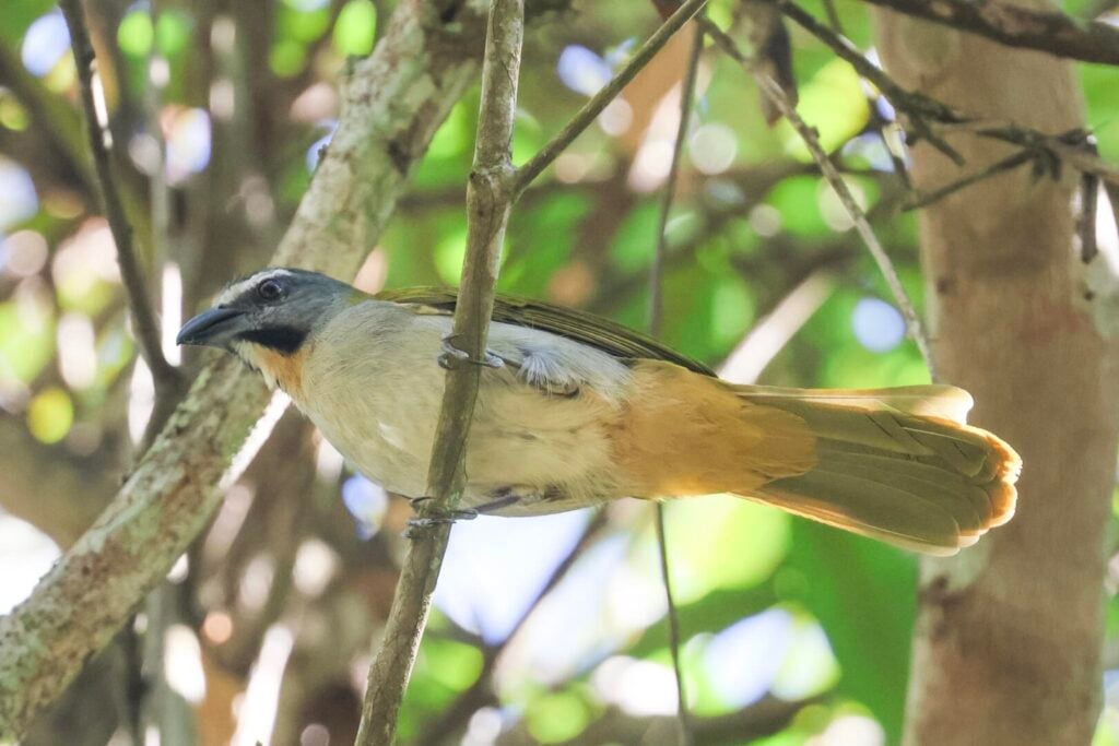 Buff-throated Saltator