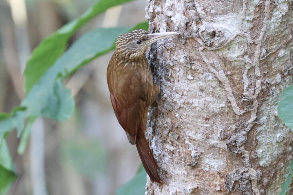 Buff-throated Woodcreeper