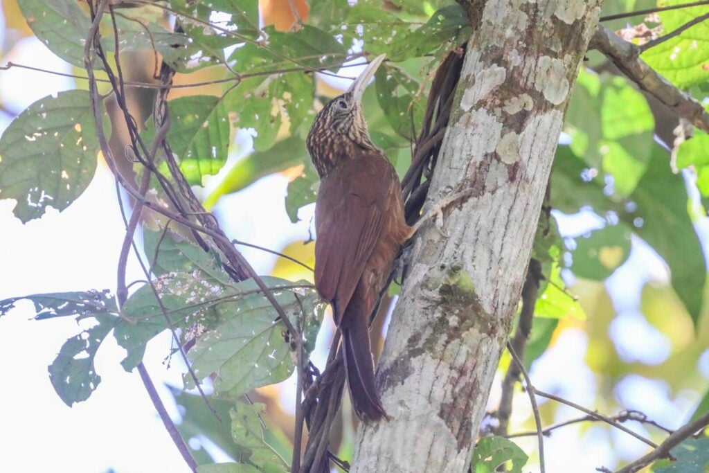 Buff-throated Woodcreeper