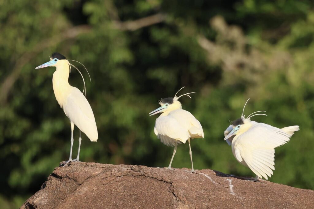 Capped Herons