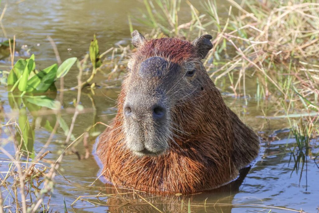 Capybara
