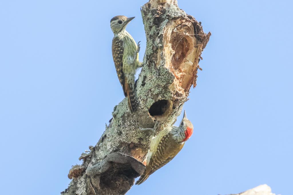 Cardinal Woodpecker