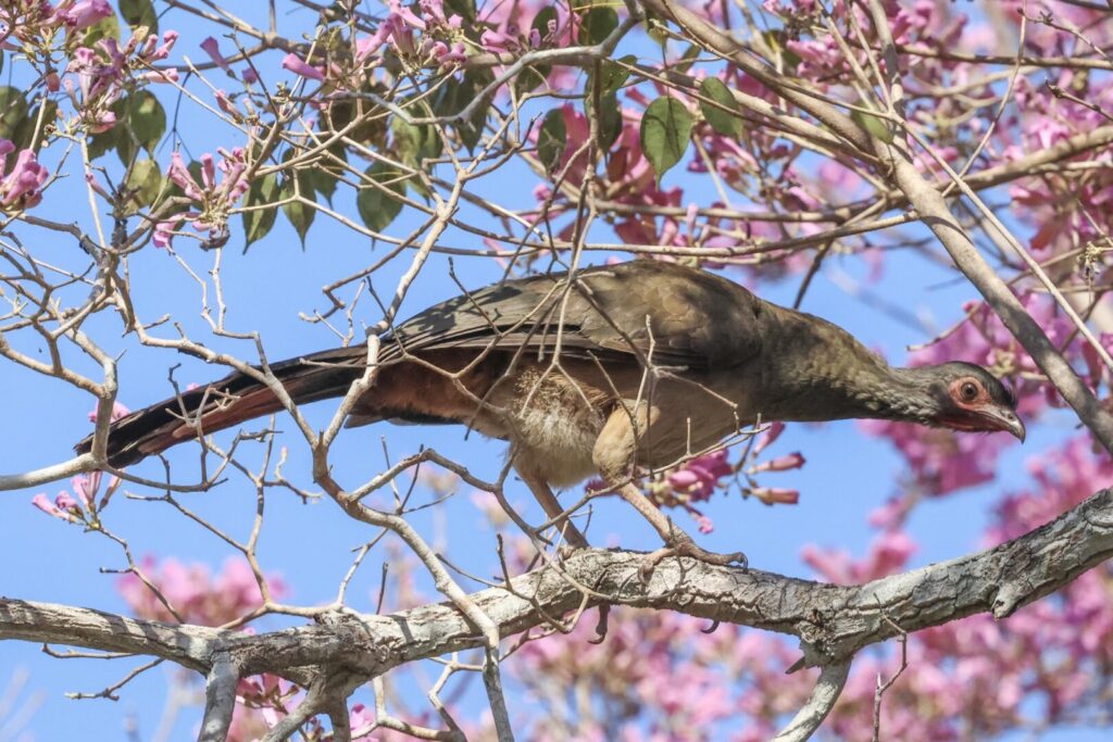 Chaco Chachalaca