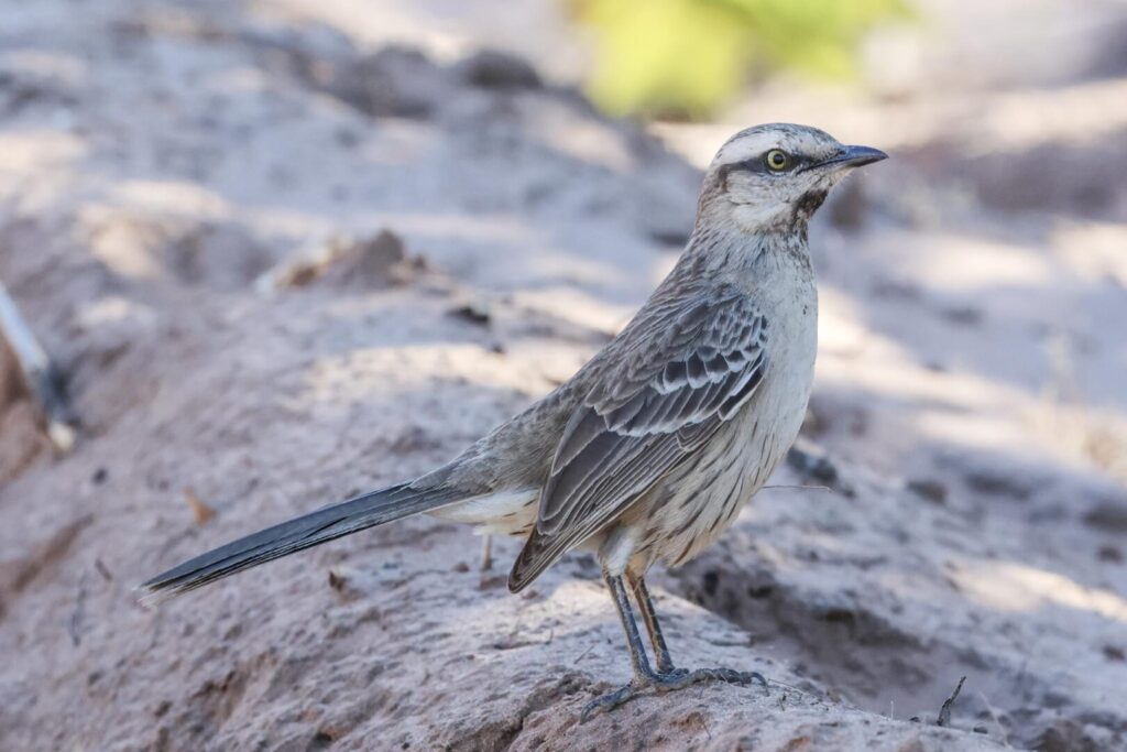 Chalk-browed Mockingbird