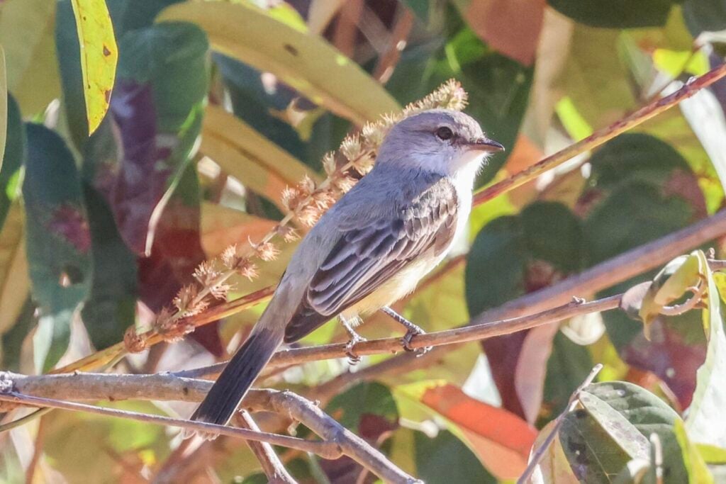 Chapada Flycatcher