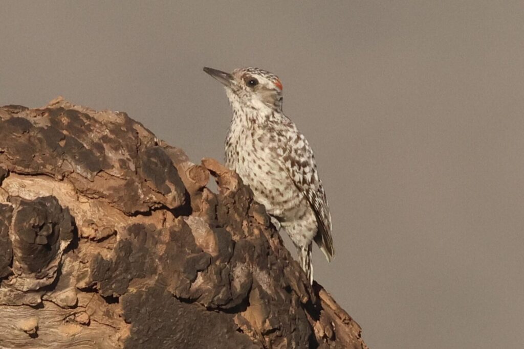 Checkered Woodpecker