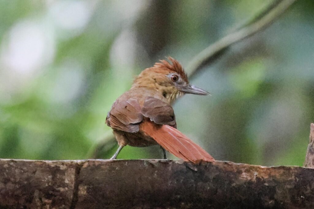 Chestnut-crowned Foliage-gleaner