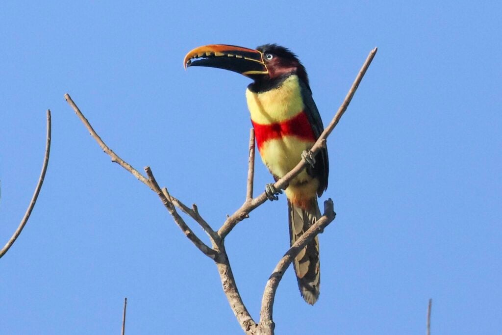 Chestnut-eared Aracari