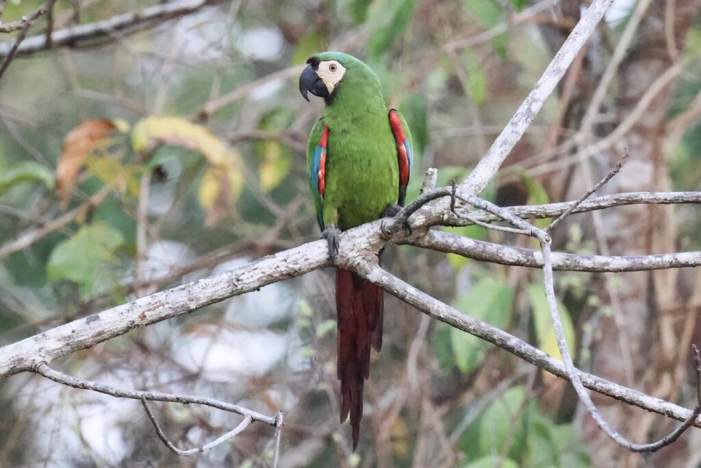 Chestnut-fronted Macaw