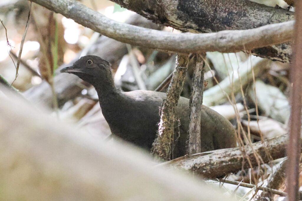 Cinereous Tinamou