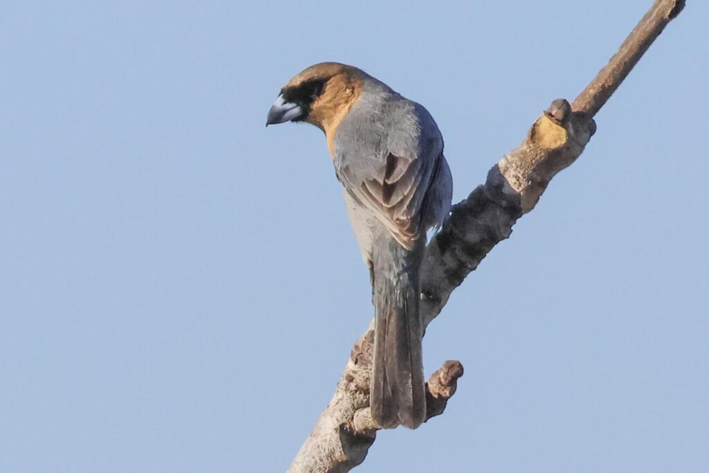 Cinnamon Tanager