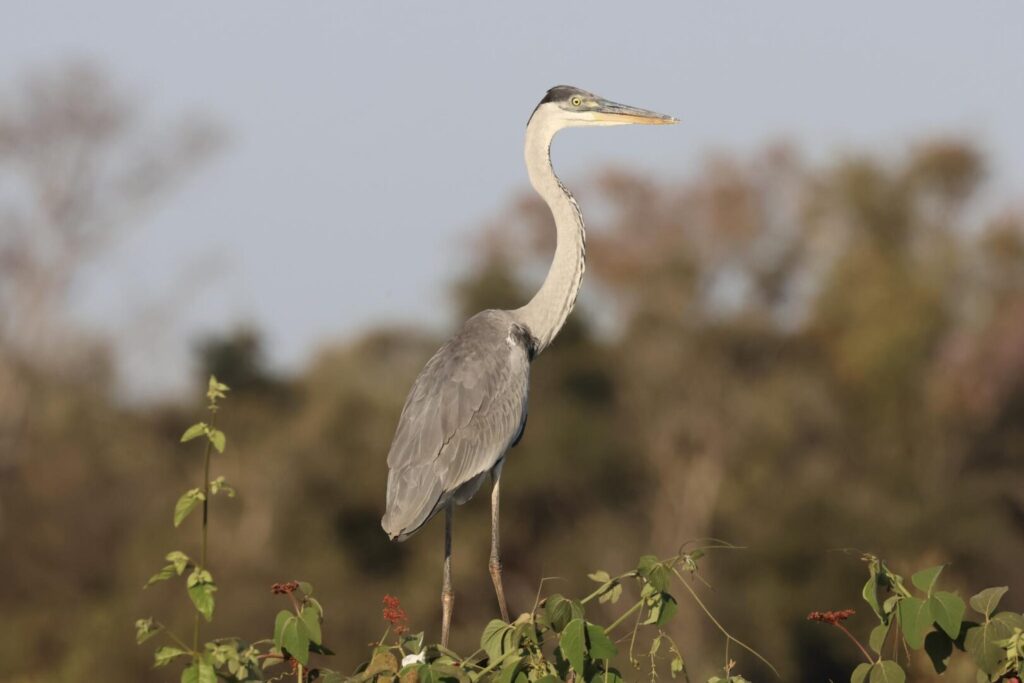 Cocoi Heron