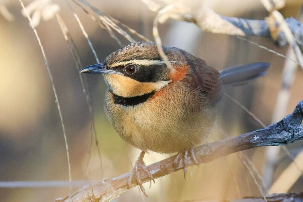 Collared Crescentchest