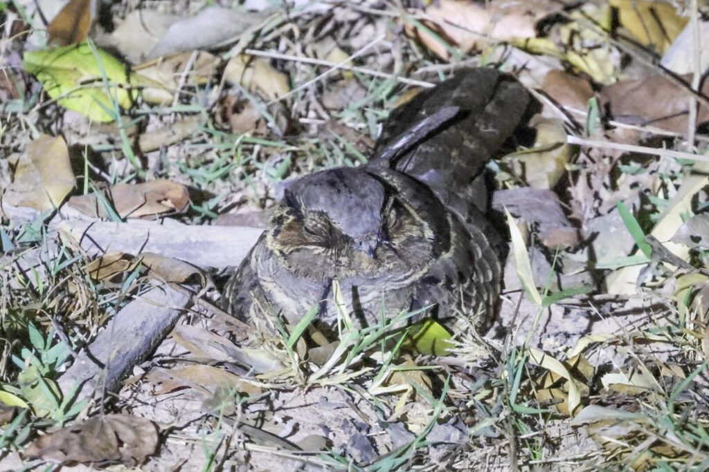 Common Pauraque