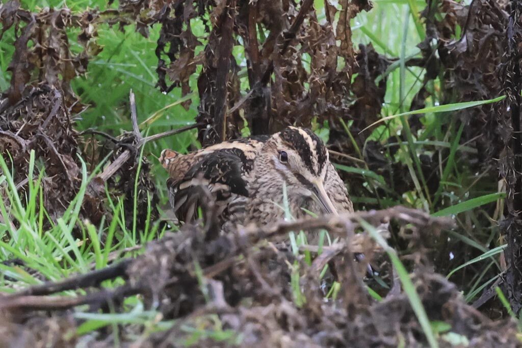 Common Snipe