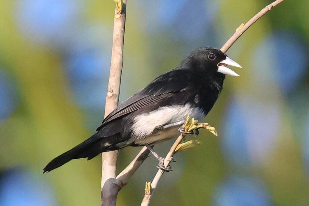 Cone-billed Tanager