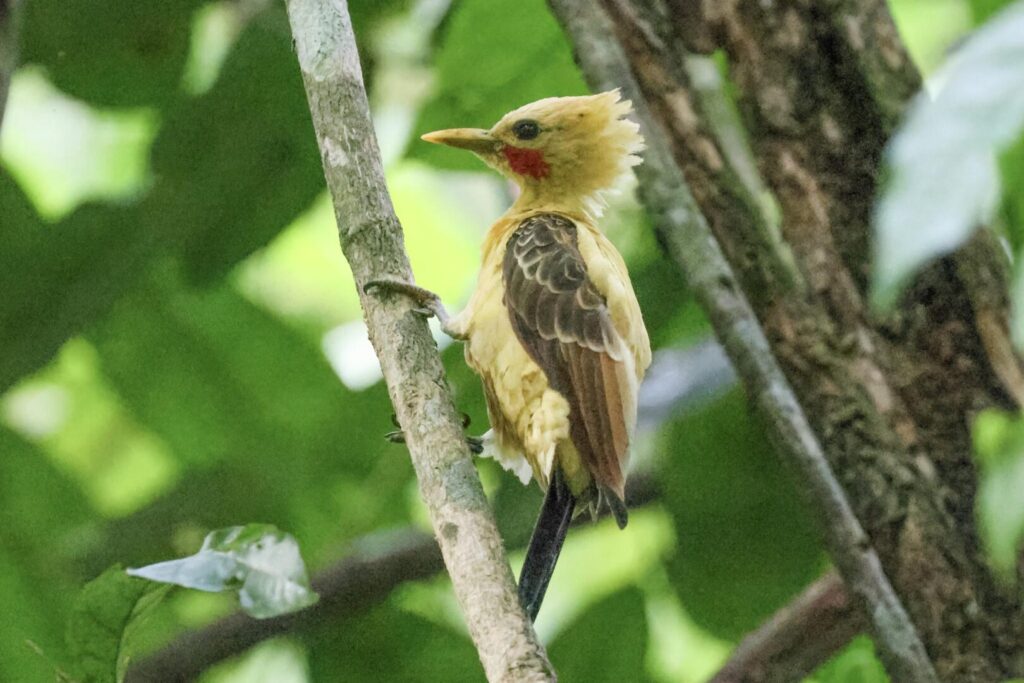 Cream-coloured Woodpecker