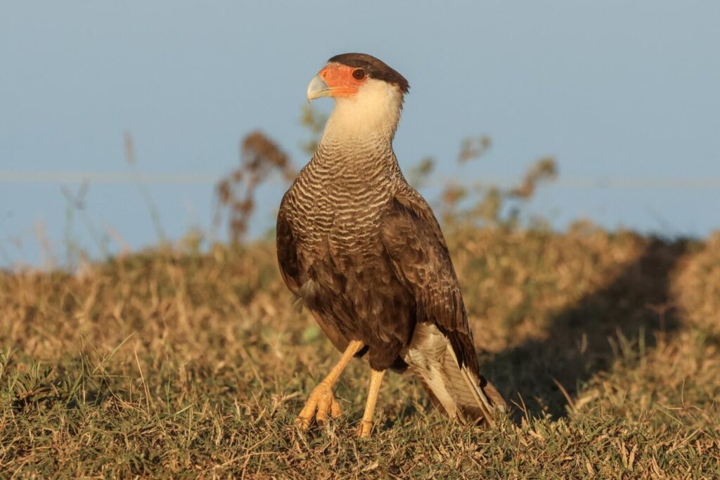 Crested Caracara