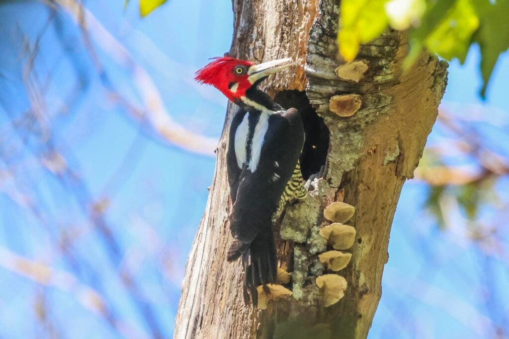 Crimson-crested Woodpecker