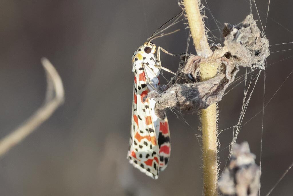 Crotalaria Moth