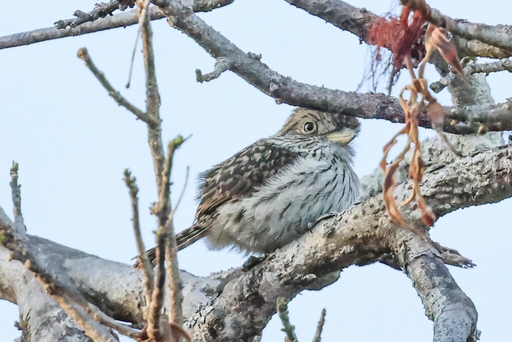Eastern Striolated Puffbird