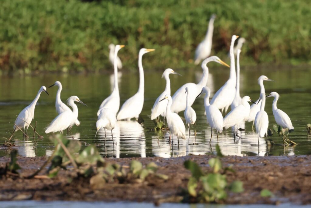 Egrets