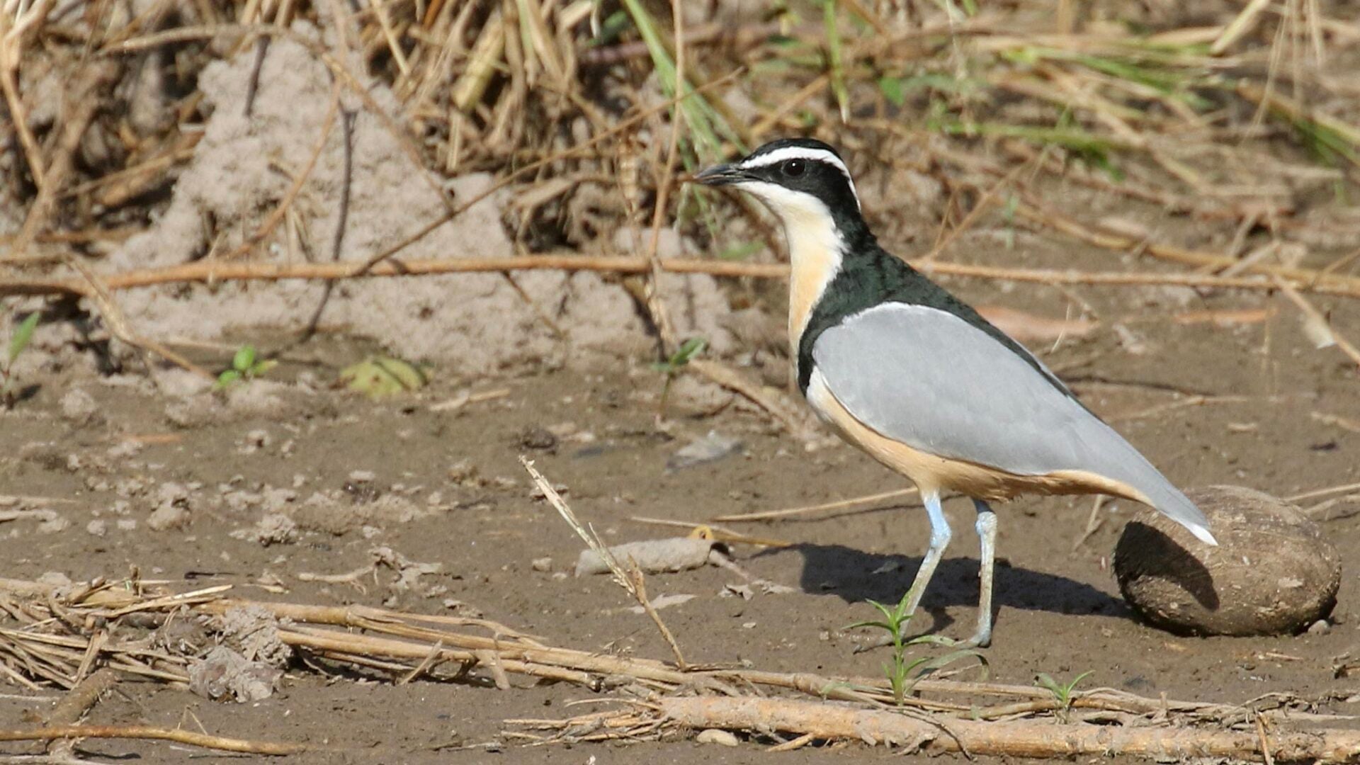 Egyptian Plover