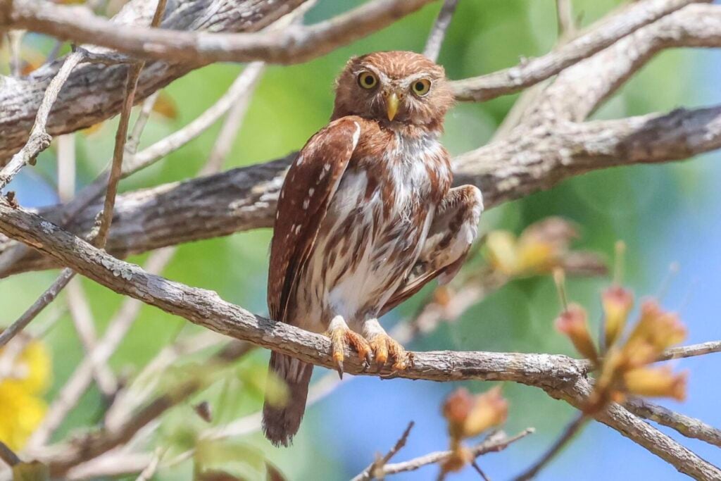 Ferruginous Pygmy Owl