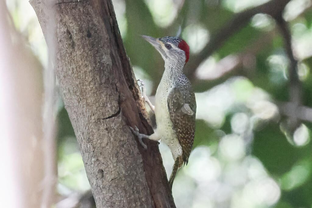 Fine-spotted Woodpecker