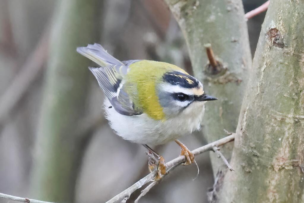 Firecrest