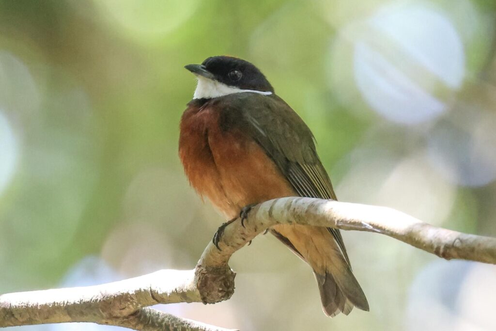 Flame-crested Manakin