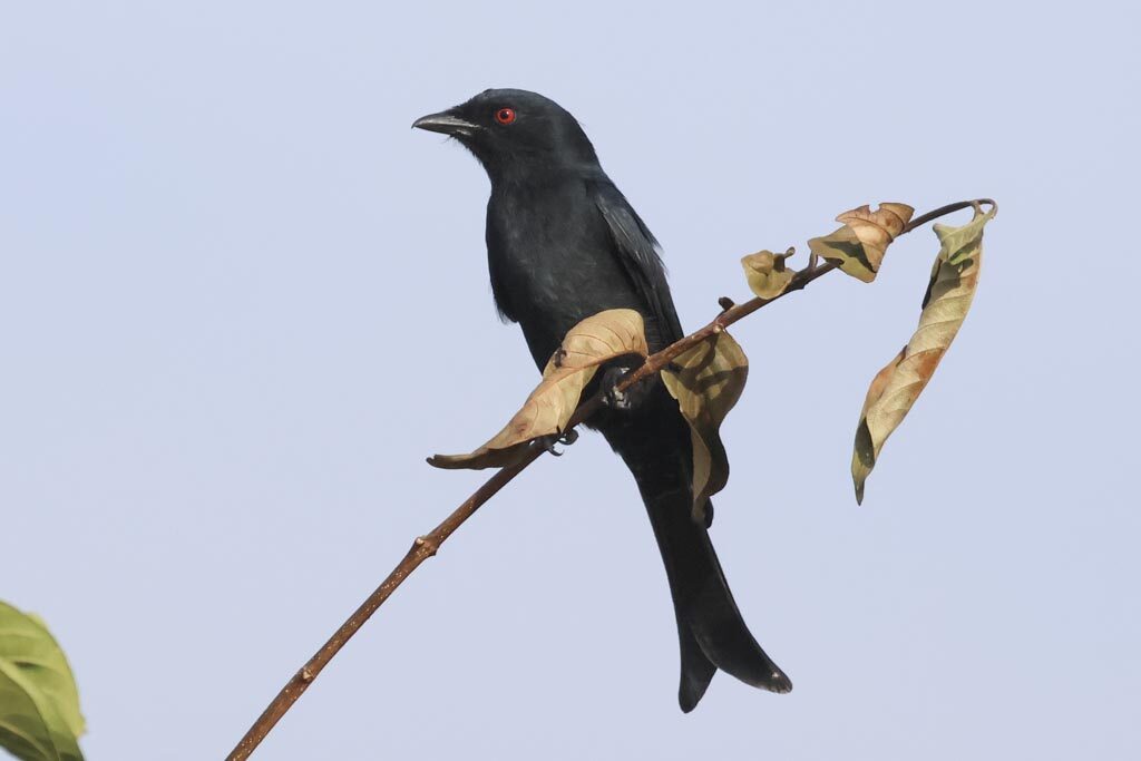Fork-tailed Drongo