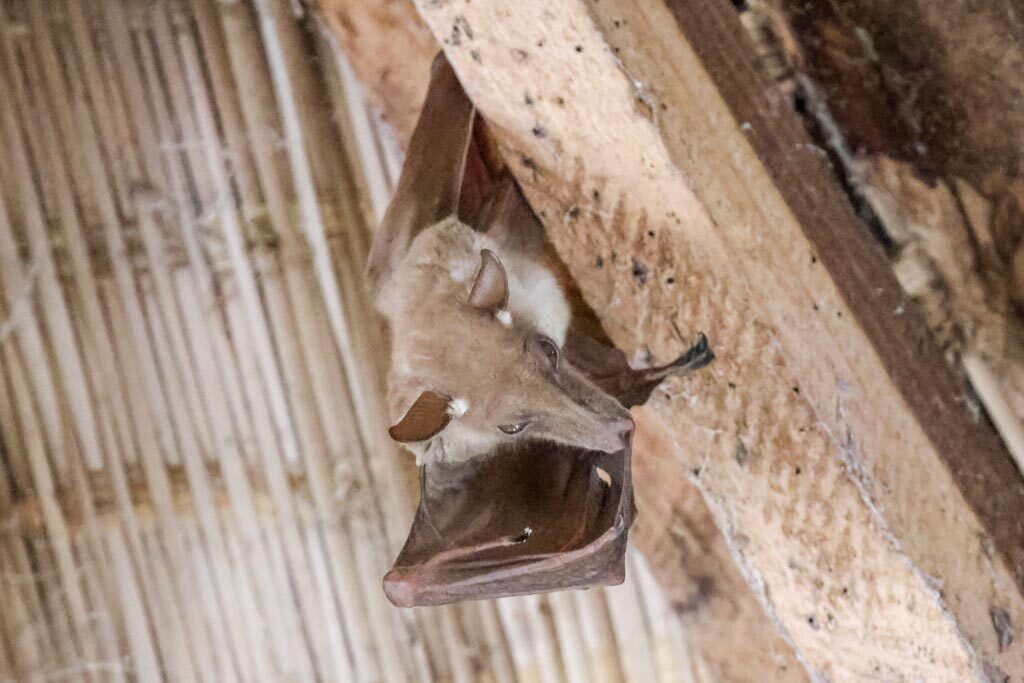 Gambian Epauletted Fruit Bat