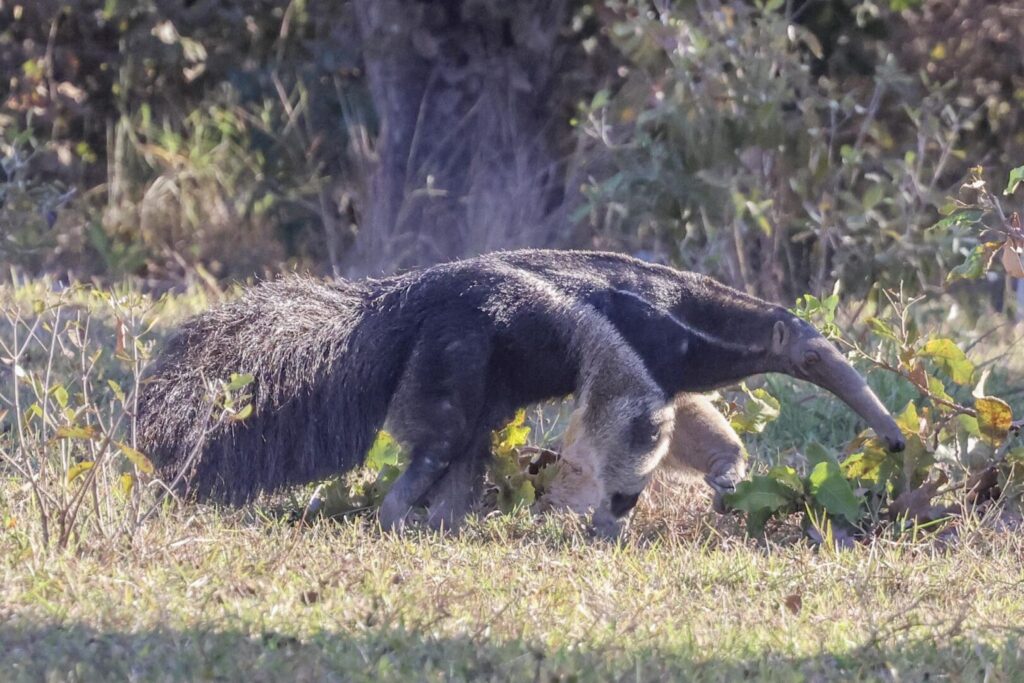 Giant Anteater