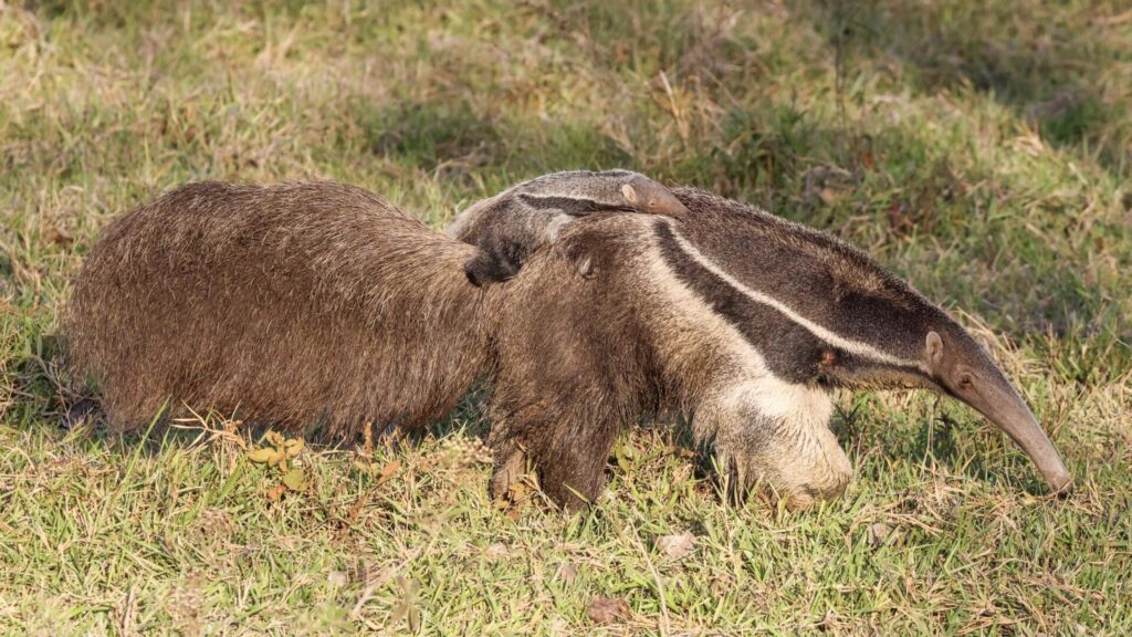 Giant Anteater