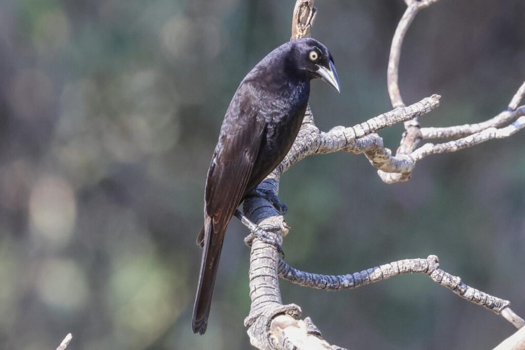 Giant Cowbird