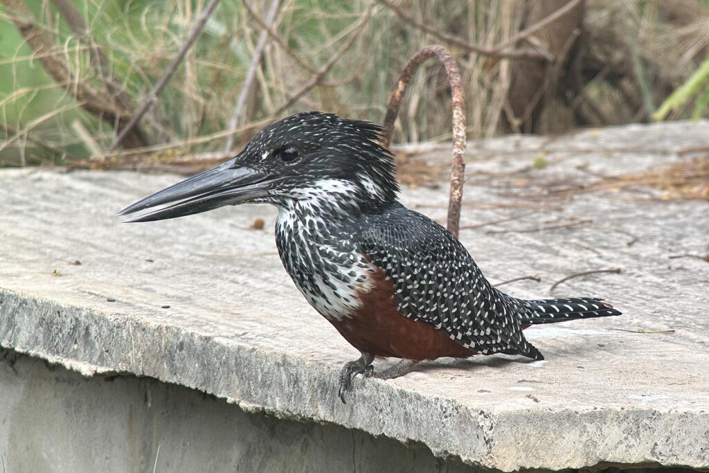 Giant Kingfisher
