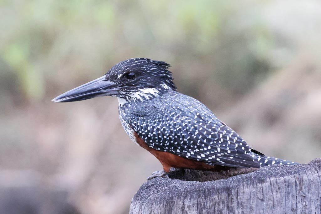 Giant Kingfisher