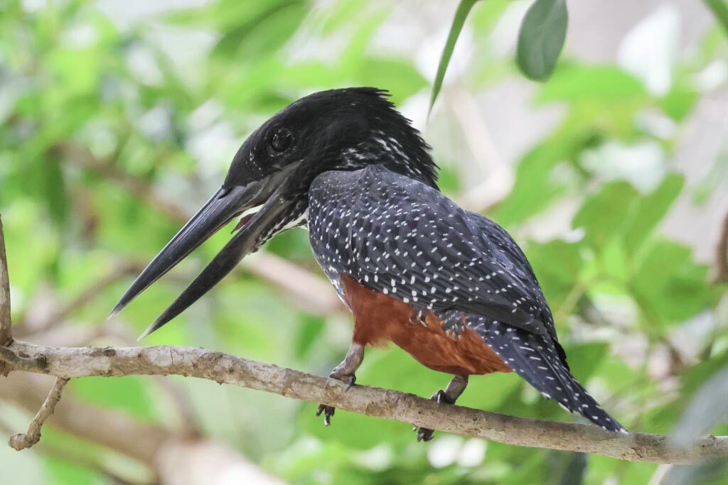 Giant Kingfisher