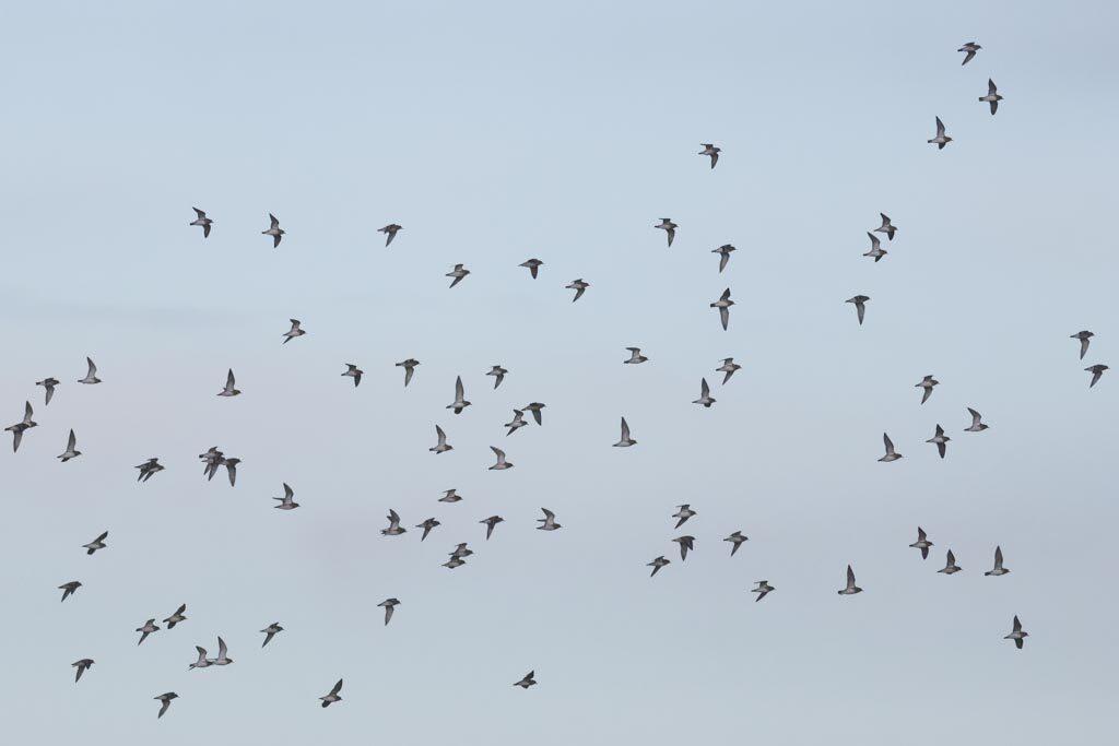 Golden Plover