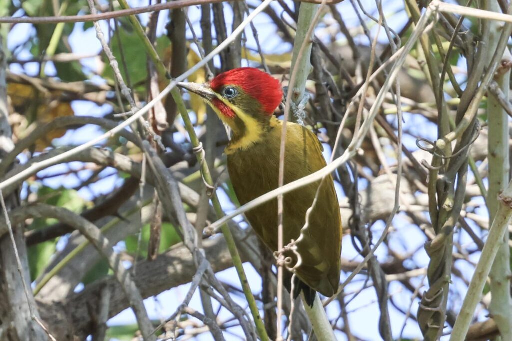 Golden-green Woodpecker